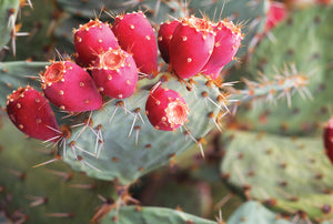 NO GUNK Ingredients Index: Cactus Seed Oil (Opuntia Ficus-Indica Seed Oil, Prickly Pear Seed Oil, Barbary Fig Oil).